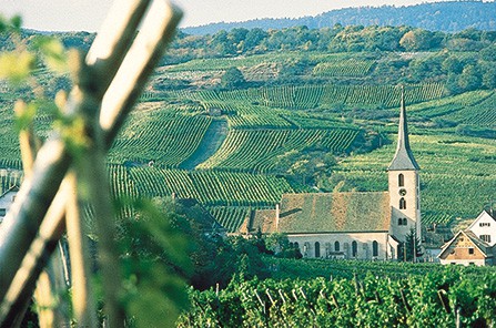 Vineyard With Church